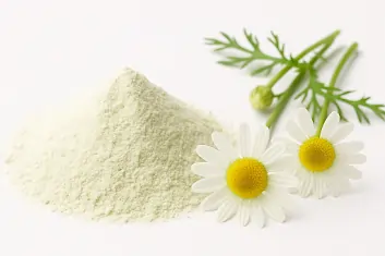 Dried chamomile flowers