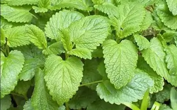 Fresh green herb leaves